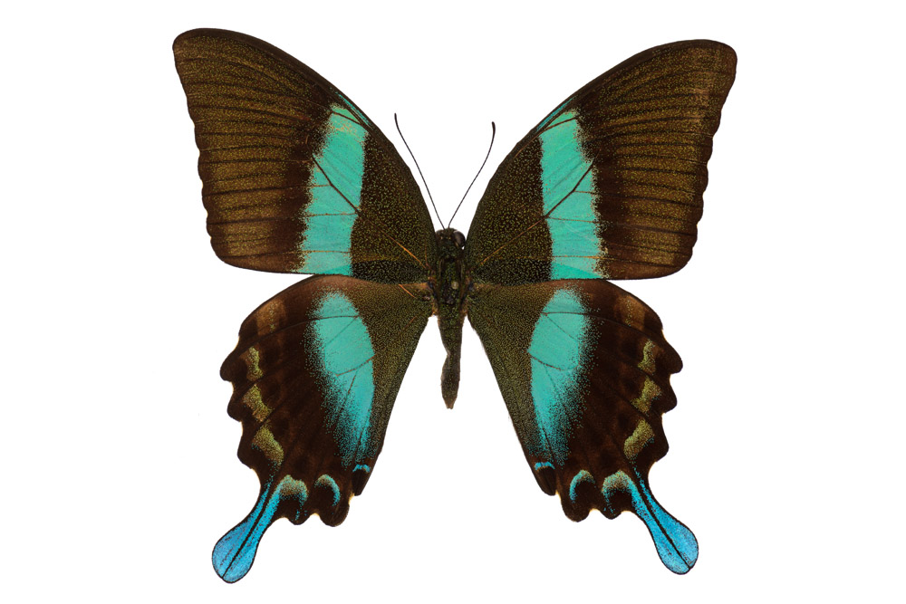 Pfau,  Familie der Ritterfalter,  108 mm Flügelspannweite, Sulawesi